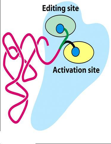 Ορισμένες αμινοάκυλο-trna συνθετάσες χρησιμοποιούν ένα θύλακο επιμέλειας για να φορτίσουν τα μόρια trna με υψηλή ακρίβεια.