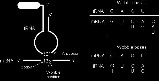 Σε ορισμένα trna μία βάση του αντικωδικονίου δεν είναι μια από τις τέσσερες κανονικές, αλλά μια πέμπτη βάση η ινοσίνη (Ι), η οποία προκύπτει μέσω αντίδρασης απαμίνωσης της αδενίνης.