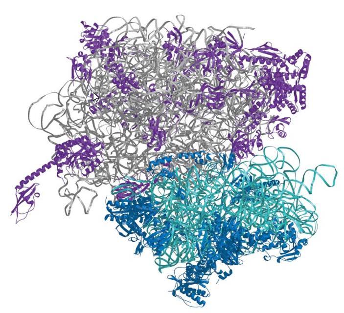 Δομή του ευκαρυωτικού ριβοσώματος Το συστατικό RNA της 50S υπομονάδας (πάνω) παρουσιάζεται με γκρι χρώμα και οι πρωτεΐνες με μώβ.