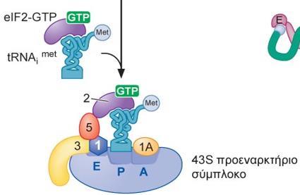 Το Met-tRNA i Met συμπλοκοποιείται με τον eif2 που φέρει GTP σχηματίζοντας το ονομαζόμενο τριαδικό σύμπλοκο.