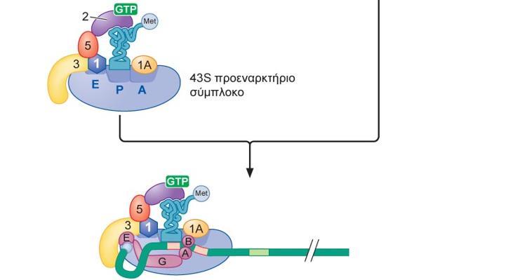 Σχηματισμός του προεναρκτήριου συμπλόκου 48S Για τη σύνδεση του προεναρκτήριου συμπλόκου 43S στο mrna προς σχηματισμό του 48S συμπλόκου, εξελίσσεται μια παράλληλη αλληλουχία γεγονότων.