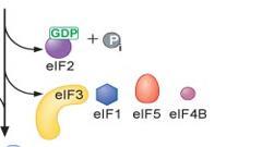 Εκεί το σωστό ζευγάρωμα των βάσεων κωδικονίου με το αντικωδικόνιο του trnai οδηγεί σε αλλαγή της διαμόρφωσης του eif5, η οποία υποκινεί τον eif2 να