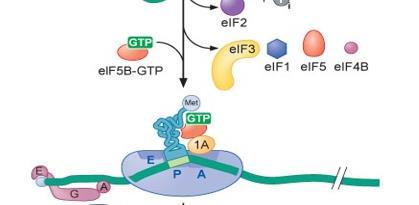 Η αλληλεπίδραση του eif5b με το Met-tRNA i Met διεγείρει την σύνδεση της σωστά τοποθετημένης 40S