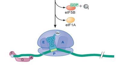 Η δέσμευση της μεγάλης υπομονάδας, οδηγεί σε υδρόλυση του συνδεδεμένου στον eif5b GTP, με αποτέλεσμα την