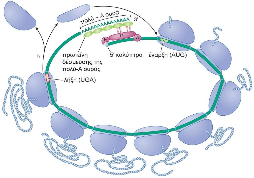 Οι παράγοντες έναρξης συγκρατούν τα ευκαρυωτικά mrna σε κύκλους Εκτός της πρόσδεσής του στο 5 άκρο των ευκαρυωτικών mrna, ο παράγοντας έναρξης eif4g αλληλεπιδρά και με την πρωτεΐνη που συνδέεται στην