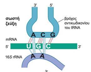 1 ος Μηχανισμός Δύο κατάλοιπα αδενίνης του 16S rrna που βρίσκεται εντός της θέσης Α της μικρής υπομονάδας, σχηματίζουν