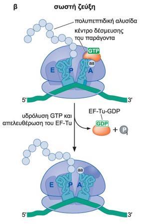 2 ος Μηχανισμός Η σωστή σωστή ζεύξη των βάσεων επιτρέπει στον EF-Tu που είναι δεσμευμένος στο αμινοάκυλο-trna, να αλληλεπιδράση