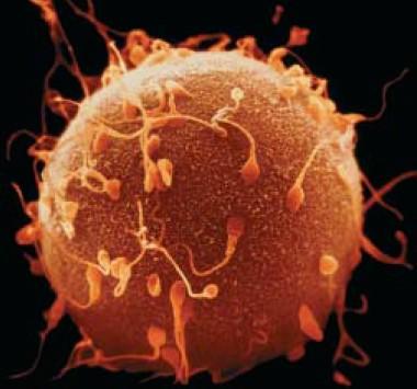 Το Ευκαριωτικό Κύτταρο (1/2) Η βασική μονάδα της ζωής είναι το κύτταρο. Όλοι οι ζωντανοί οργανισμοί αποτελούνται από ένα ή περισσότερα κύτταρα.