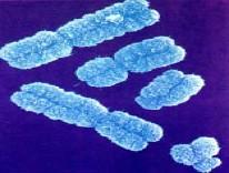 Σε κάθε ανθρώπινο κύτταρο υπάρχουν 46 χρωμοσώματα (23 από κάθε γονέα). Πηγές εικόνων: http://itg.