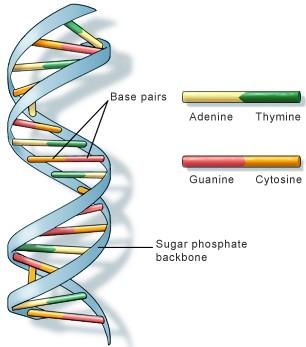 DNA: δεοξυριβονουκλεϊκό οξύ (Deoxyribonucleic acid) DNA: Φορέας γενετικής πληροφορίας. Αποθηκεύεται στον πυρήνα των κυττάρων.