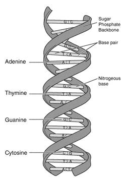 Διπλή έλικα του DNA (1/4) Διπλή έλικα του DNA: Σχηματίζονται δεσμοί