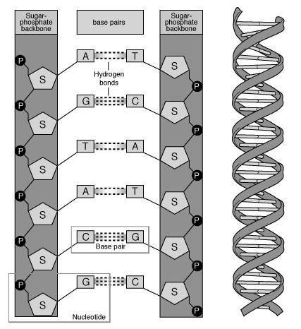 org/wikipedia/commons/thumb/b/b8/dna-structure-and-bases.