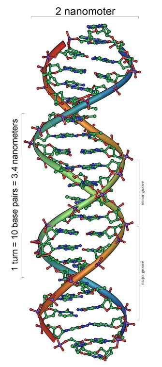 Διπλή έλικα του DNA (3/4) A C A T G G C A T G T G T A C C G T A C Το μήκος μιας αλυσίδας DNA εκφράζεται σε ζεύγη βάσεων (1.
