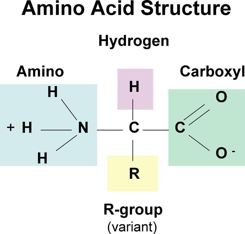 Αμινοξέα Amino acids Ομάδα μορίων με μεγάλη ποικιλία. Όλα τα μέλη περιέχουν: Ένα άτομο α-άνθρακα. Μια όξινη καρβοξυλική ομάδα. Μια αμινομάδα. Πλευρική αλυσίδα, R-group.
