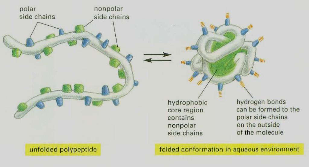 Δίπλωμα ή πτύχωση (folding) πρωτεϊνών Οι πρωτεΐνες πτυχώνονται στη διαμόρφωση (conformation) με τη χαμηλότερη ενέργεια.
