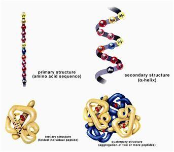 Οι πρωτεΐνες με αριθμούς (2/2) Για μία συνήθη πρωτεΐνη των 300 αμινοξέων υπάρχουν 20 300 διαφορετικές πολυπεπτιδικές αλυσίδες.