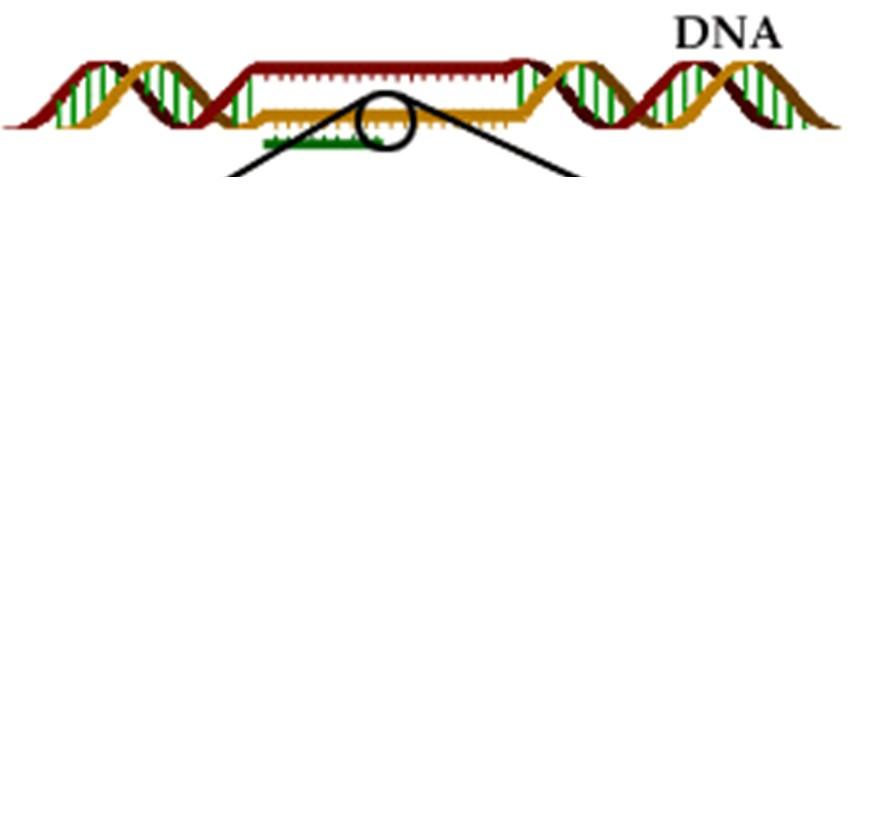Μεταγραφή: Τμήματα του DNA μεταγράφονται σε RNA RNA: Γραμμικό πολυμερές που αποτελείται από 4 διαφορετικά νουκλεοτίδια.