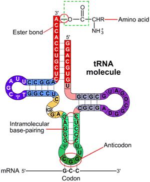 Ο κεντρικός ρόλος του μεταφορικού RNA (transfer RNA, trna) (1/3)