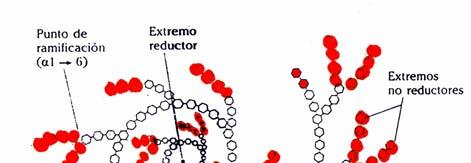 Estructura del almidón OH extremo reductor único