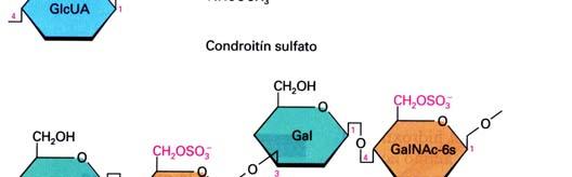 15 Glucosaminoglucanos 20-60