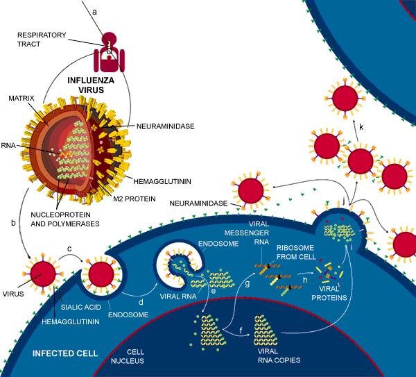 1 INFLUEΝZA A (ΓΡΙΠΗ) 1. INFLUENZA A (ΓΡΙΠΗ) 1.1 ΓΕΝΙΚΑ ΧΑΡΑΚΤΗΡΙΣΤΙΚΑ ΤΗΣ ΔΟΜΗΣ ΤΟΥ ΒΙΡΙΟΥ ΚΑΙ ΜΗΧΑΝΙΣΜΟΣ ΔΡΑΣΗΣ ΤΟΥ IOY Ο ιός influenza A, ανήκει στην οικογένεια των ορθομυξοϊών και είναι ιός RNA.