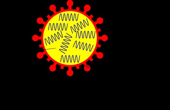 3 INFLUEΝZA A (ΓΡΙΠΗ) Σχήμα 1.3 Ανάλυση του συστήματος ονοματολογίας του ιού influenza 1.