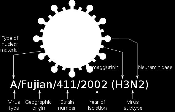 γρίπη) και με τoυς διάφορους υποτύπους (subtypes) του (H3N2, H1N1, κ.λπ.