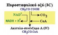 3 2. Οξειδωτική αποκαρβοξυλίωση του πυροσταφυλικού οξέος Το πυροσταφυλικό οξύ που σχηματίστηκε εισέρχεται στα μιτοχόνδρια.