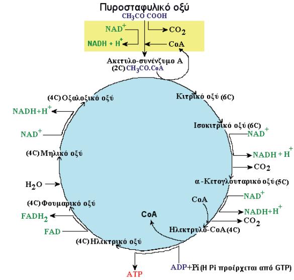 4 3. Κύκλος του κιτρικού οξέος (κύκλος του Krebs) Ο κύκλος του Krebs γίνεται στο εσωτερικό του μιτοχονδρίου (μήτρα) και ξεκινά με το τελευταίο προϊόν της προηγούμενης φάσης, το ακετυλ-coa.
