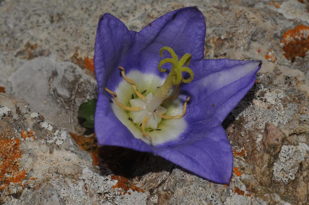 To ελδεκηθό ραζκόθπην Campanula