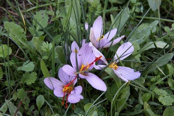 Crocus cartwrihtianus ΔΛΛΖΝΗΚΟ