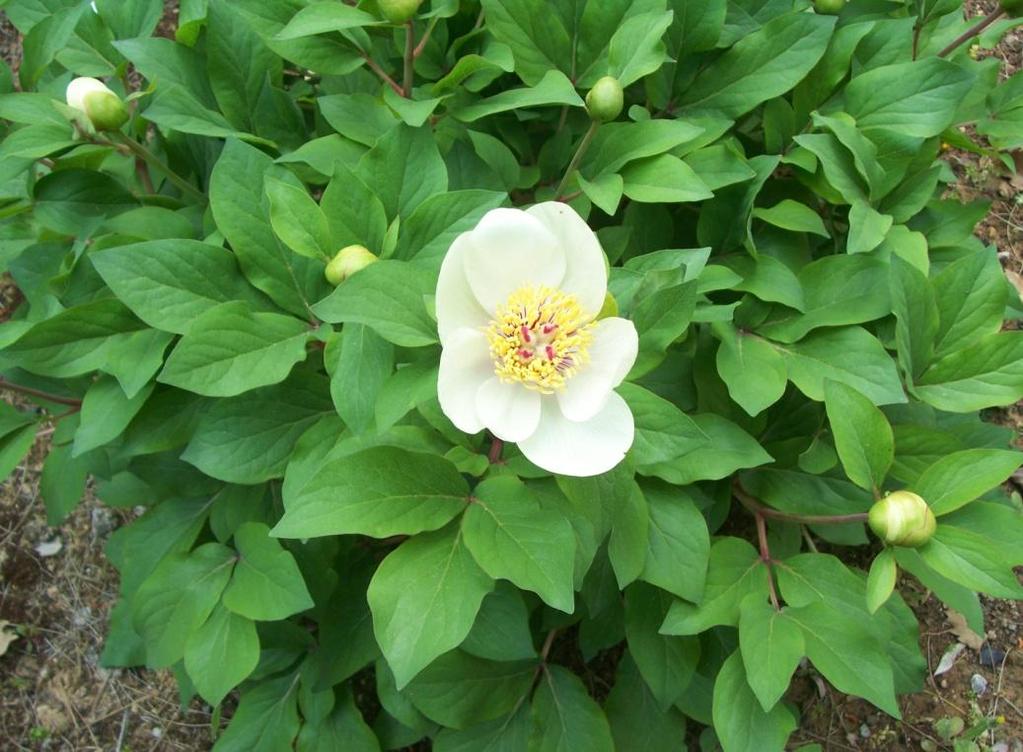 tenium Paeonia
