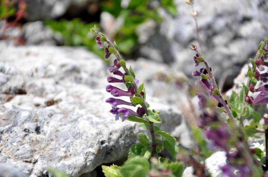 ΔΛΛΖΝΗΚΟ ΔΝΓΖΜΗΚΟ Scutellaria