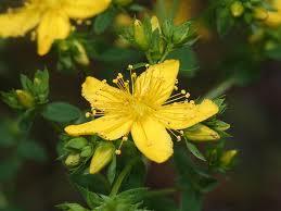 Hypericum aciferum (KK) Hypericum amblycalyx (KK) Hypericum cuisinii (KK) Hypericum jovis (KK) Hypericum kelleri (KK) Hypericum trichocaulon (KK) Hypericum perforatum 43 Hypericum (38 είδε, 13