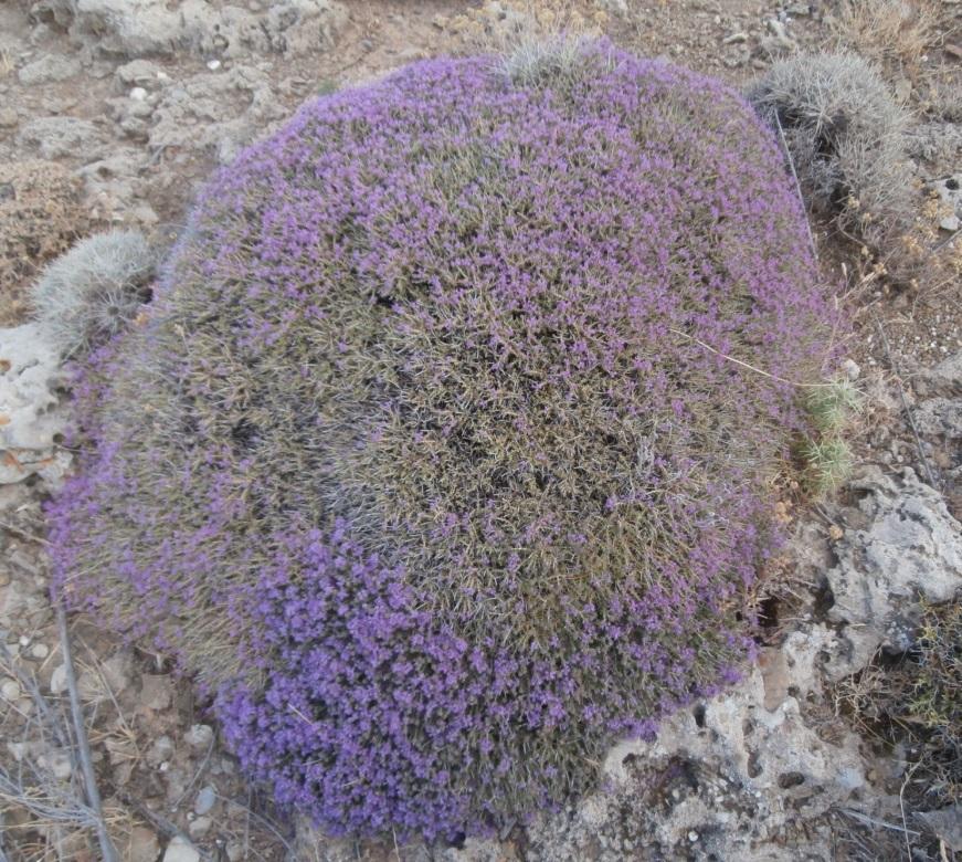 ΘΤΜΑΡΗΑ 31 Thymus (24 είδε, 13 ππνείδε), 8 από απηά ελδεκηθά Thymus samius (EAe) Thymus holosericeus (IoI) Thymus laconicus (Pe) Thymus plasonii (NE) Thymus dolopicus ( SP, NC,