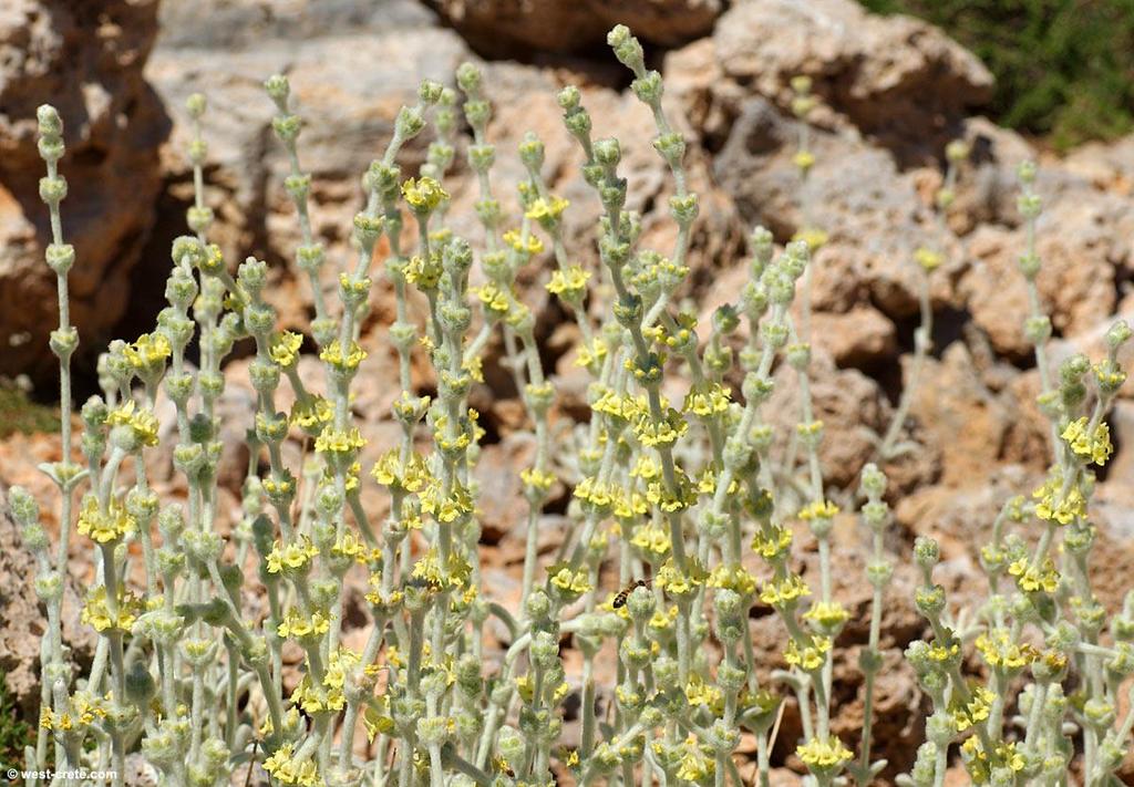 16 Sideritis (12 είδε, 8 ππνείδε), 5 από ηνπο νπνίνπο ελδεκηθνί Sideritis clandestina (Pe) κε ηα δπν ηνπ ππνείδε S.