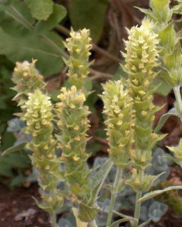 Σζάγηα ηνπ βνπλνύ pelionsflora.