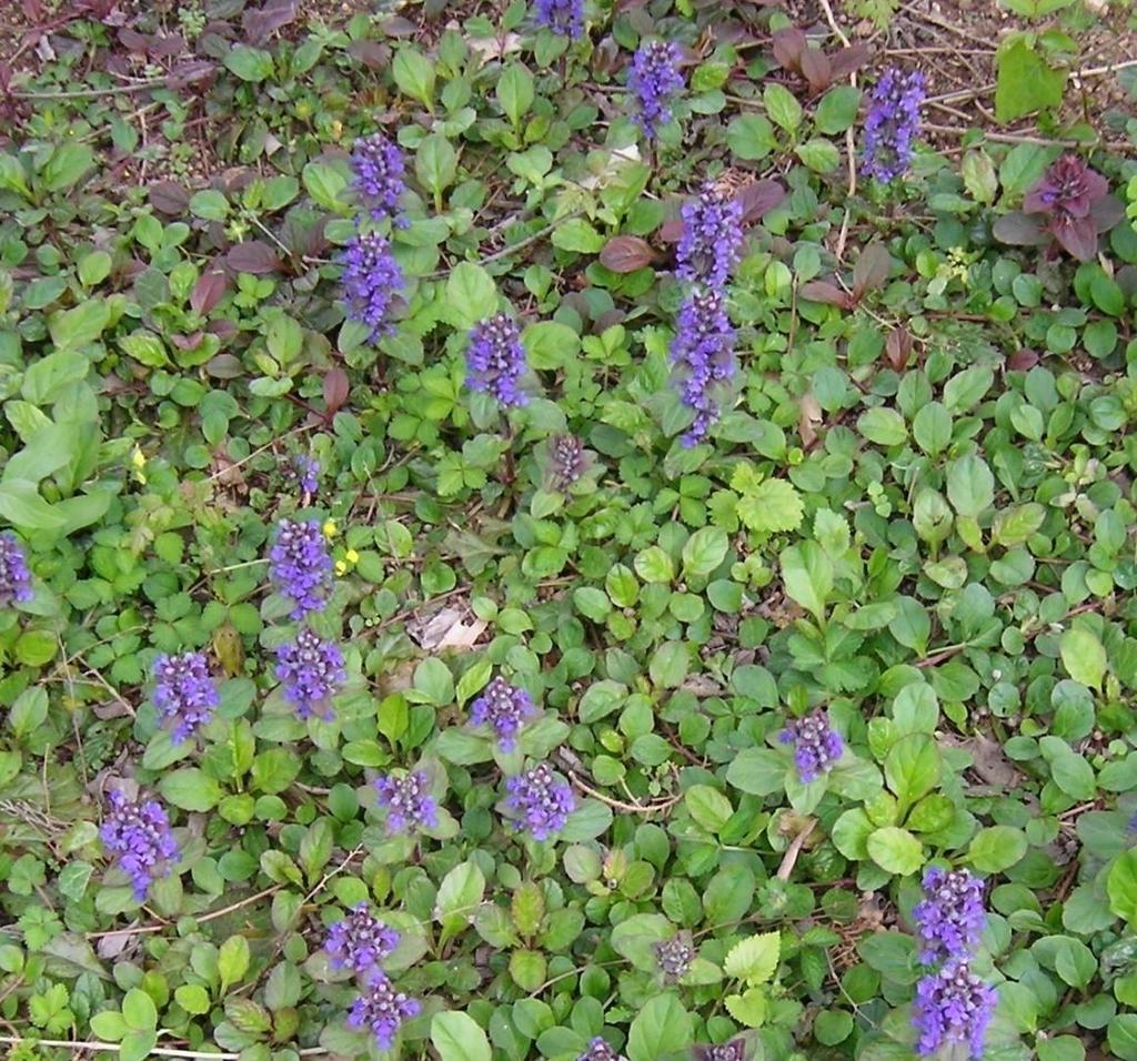 Ajuga