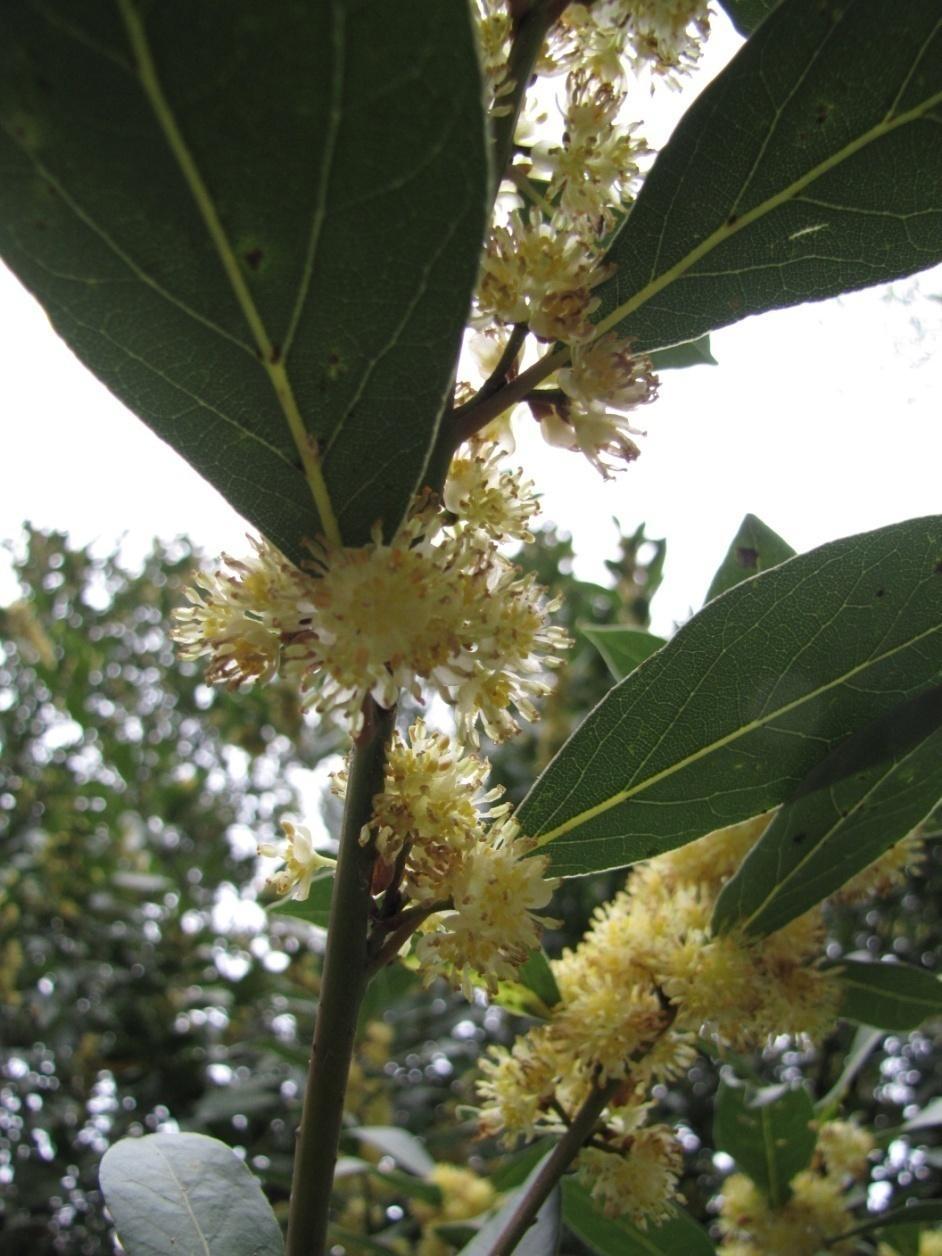 Laurus