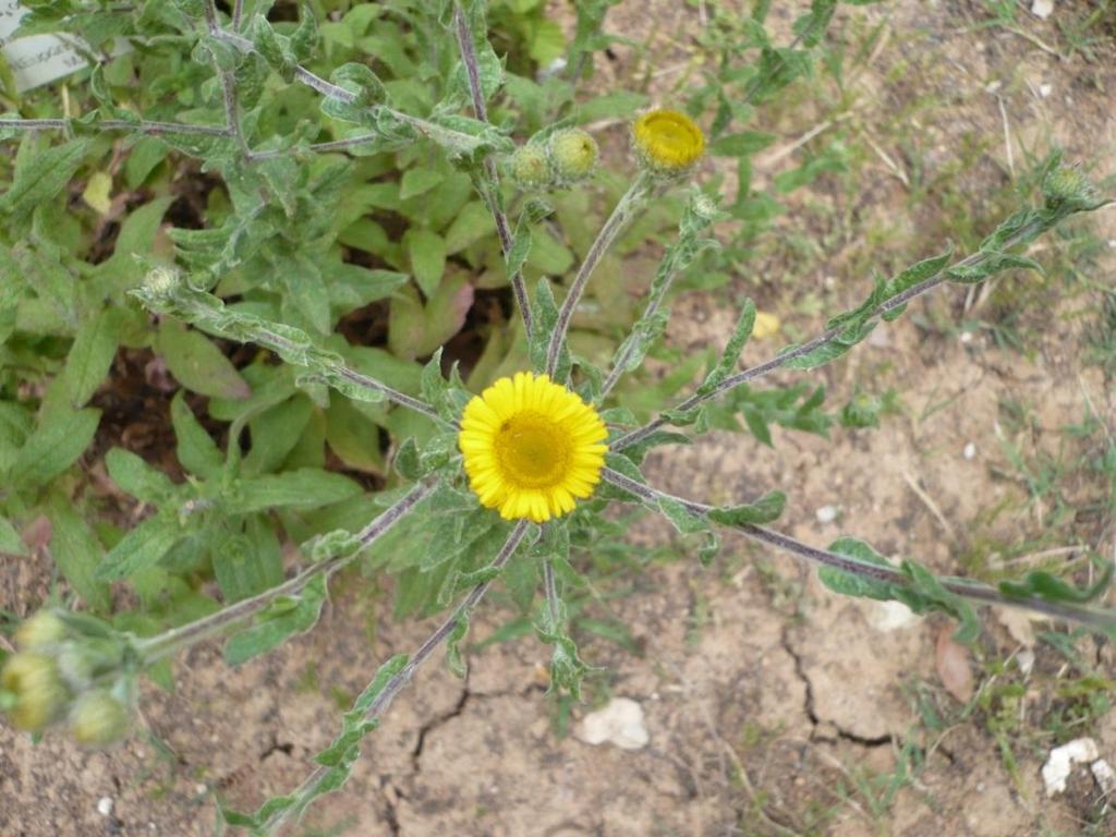 Pulicaria