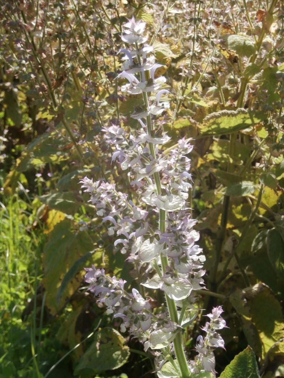 Salvia