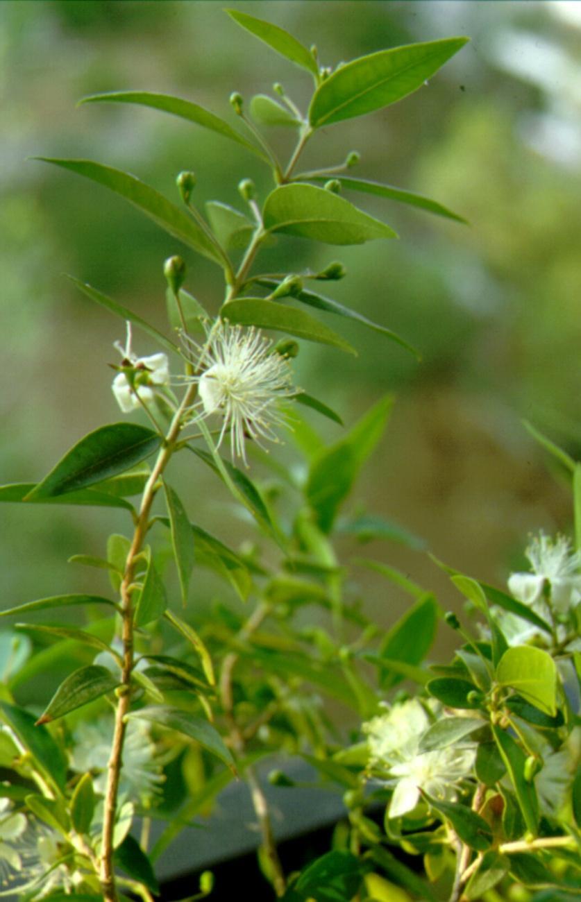 Myrtus communis - θ.λ.