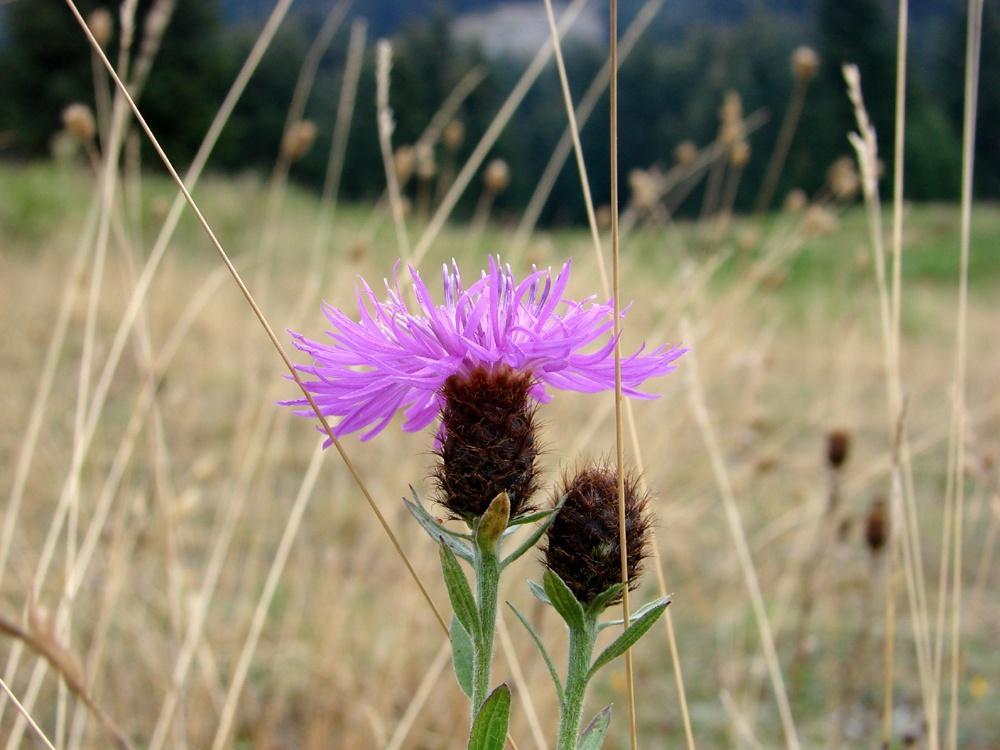Centaurea nervosa subsp.