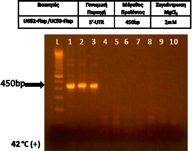 4. ΑΠΟΤΕΛΕΣΜΑΤΑ 4.1 ΑΠΟΤΕΛΕΣΜΑΤΑ PCR Για την επιβεβαίωση παρουσίας ιϊκού γενώματος στις κυτταροκαλλιέργειες πραγματοποιήθηκε PCR με το ζεύγος εκκινητών UG52flap/UC53flap.