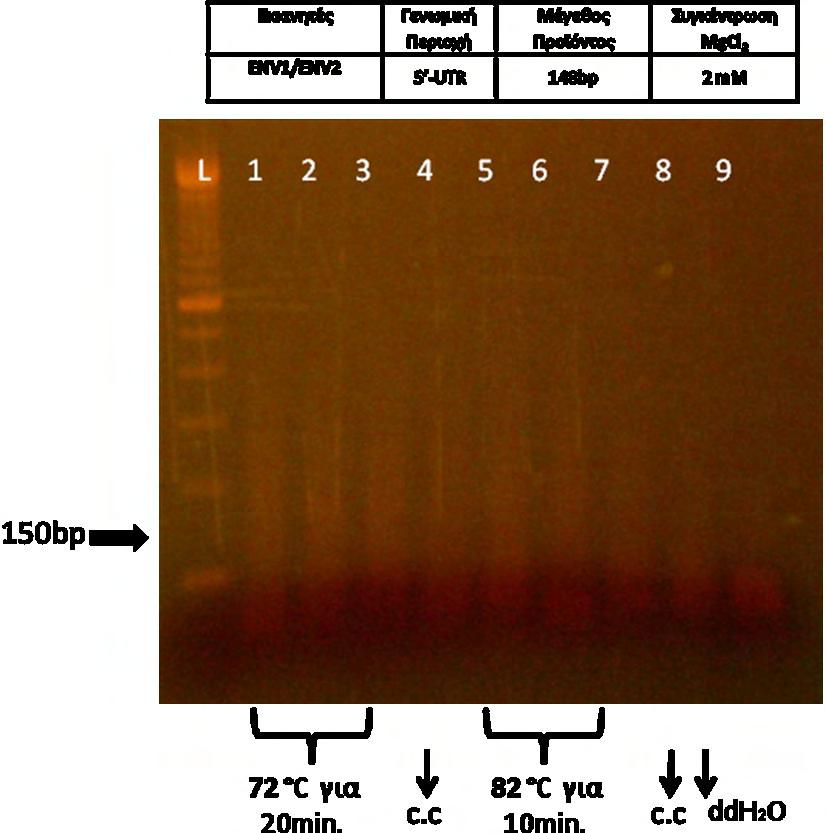 Εικόνα 16: Αποτελέσματα της PCR για τις θερμοκρασίες αδρανοποίησης στους 42 C για τον αρνητικό κλώνο.