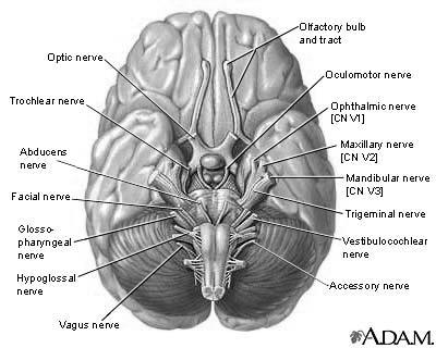 12 ζεύγη νεύρων Η νεύρωση του κεφαλιού Τα περισσότερα νευρώνουν ένα και μόνο όργανο (π.χ.οπτικό) ή κάποιους μύες.b Κάποια όμως επιτελούν σύνθετες λειτουργίες ( π.χ. τρίδυμο,προσωπικό).