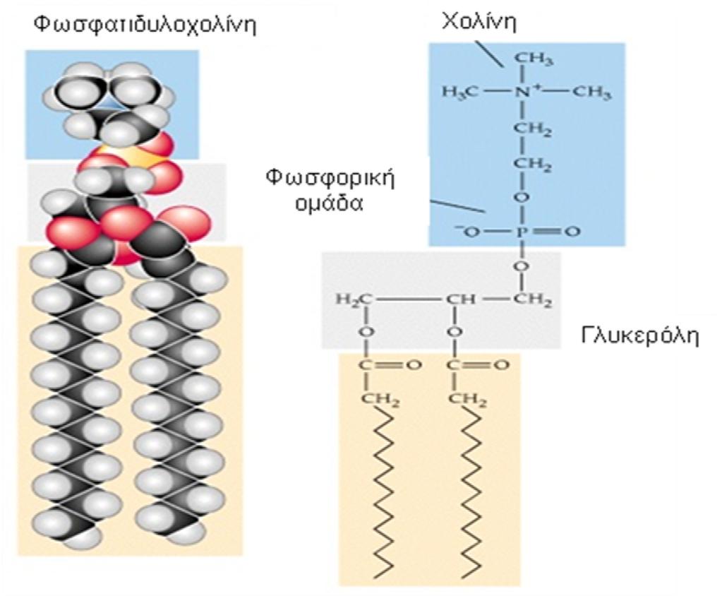 χοληστερόλη έχει μικρή διαλυτότητα στο νερό και παρεμβάλλεται ανάμεσα από μόρια φωσφολιπιδίων στις διπλοστιβάδες, περιορίζοντας την κινητικότητα των αλειφατικών αλυσίδων και τη διαπερατότητα των