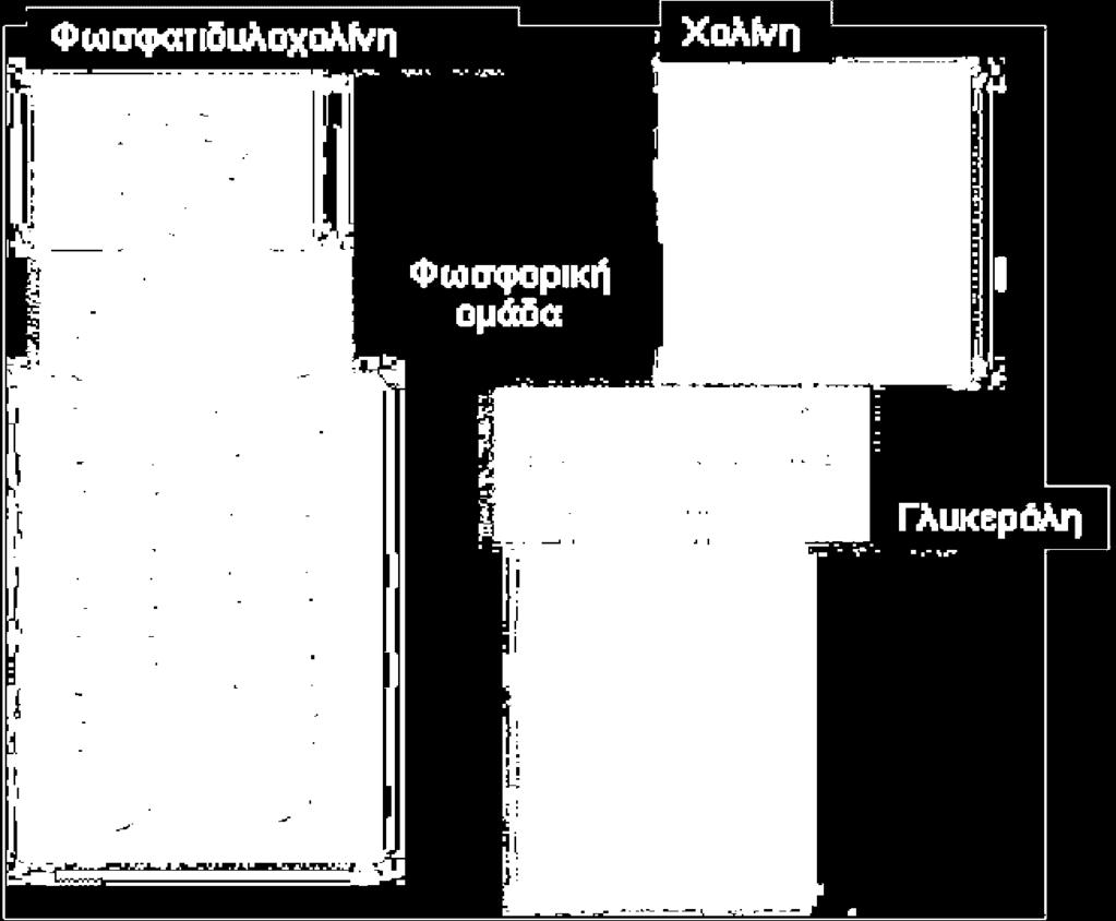 Είναι µία επαµφοτερίζουσα ιοντική ένωση µε αρνητικό φορτίο στη φωσφορική οµάδα και θετικό φορτίο στην αµίνη.