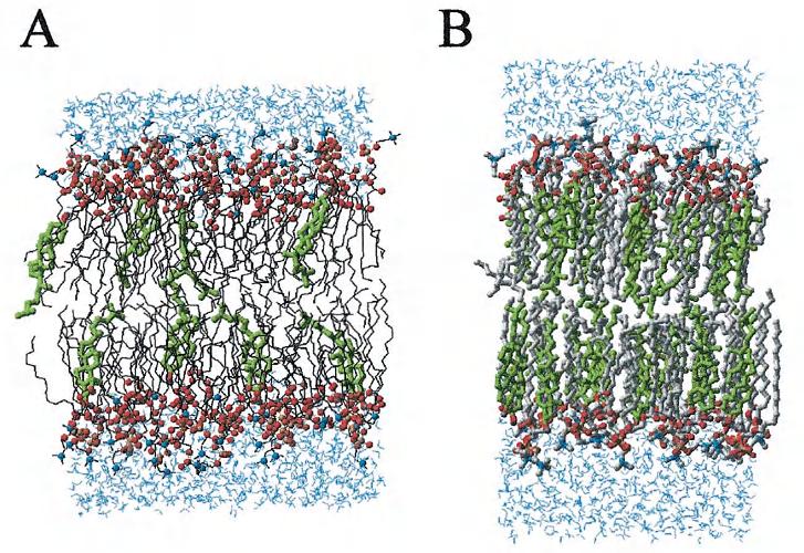 Σχήμα 1.7: Α. Λιπιδική διπλοστιβάδα DPPC και 11% χοληστερόλη, όπου παρατηρείται η ανομοιόμορφη και άτακτη διευθέτηση των αλειφατκών ουρών των λιπιδίων και B.