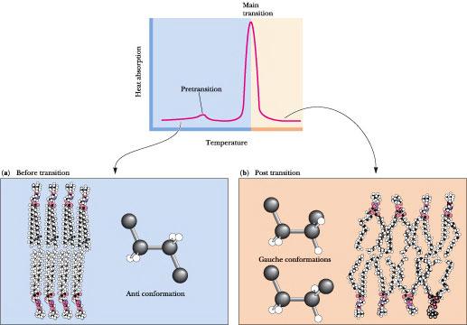 Κύρια Μετάβαση Φάσης Απορρόφηση θερμότητας Προμετάβαση Θερμοκρασία Δομή gauche Δομή trans Σχήμα 2.3: Θερμογράφημα διπλοστιβάδων συμμετρικών φωσφωλιπιδίων.